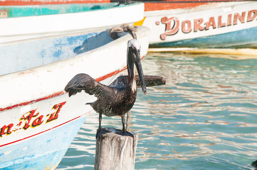 Pelican at Isla Mujeres #1 Digital Art by Carol Ailles