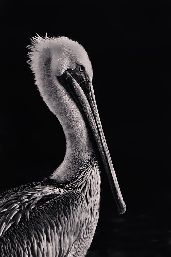 Pelican  #1 Photograph by Brian Cross