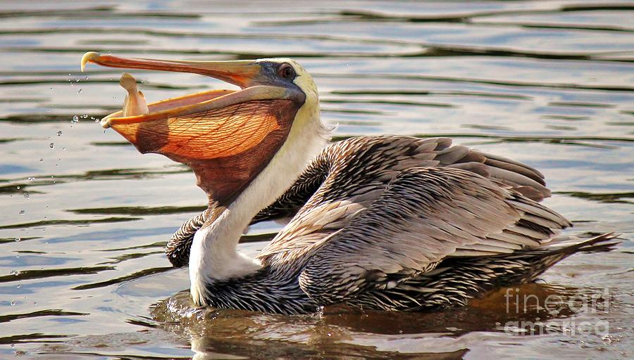 Pelican Photograph - Pelican Catching A Fish #1 by Paulette Thomas