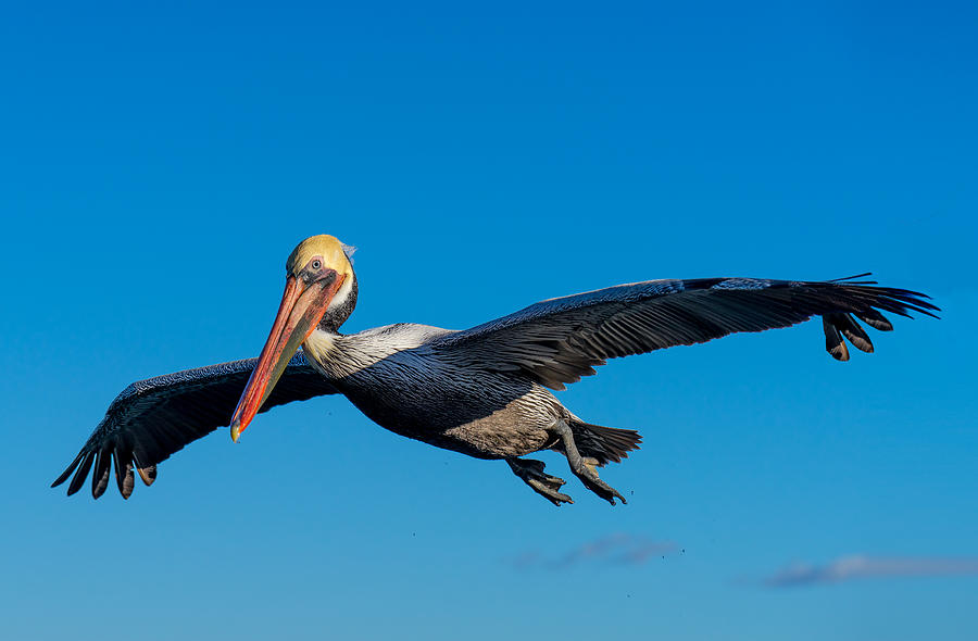 Pelican Photograph by Derek Dean