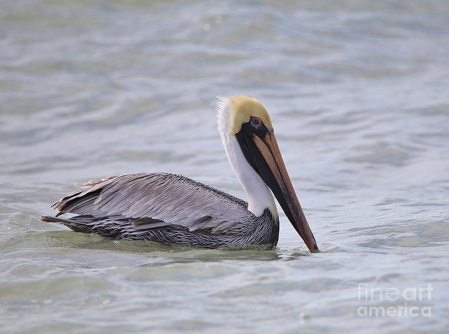 Pelican Photograph by Douglas Sacha