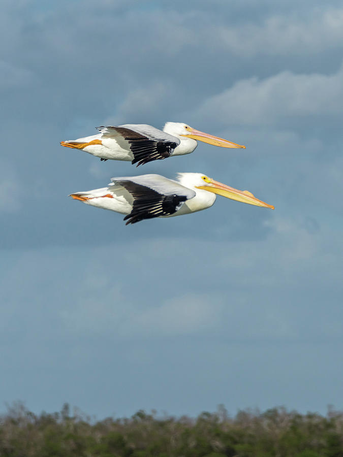 Pelican flying duo #1 Photograph by Framing Places