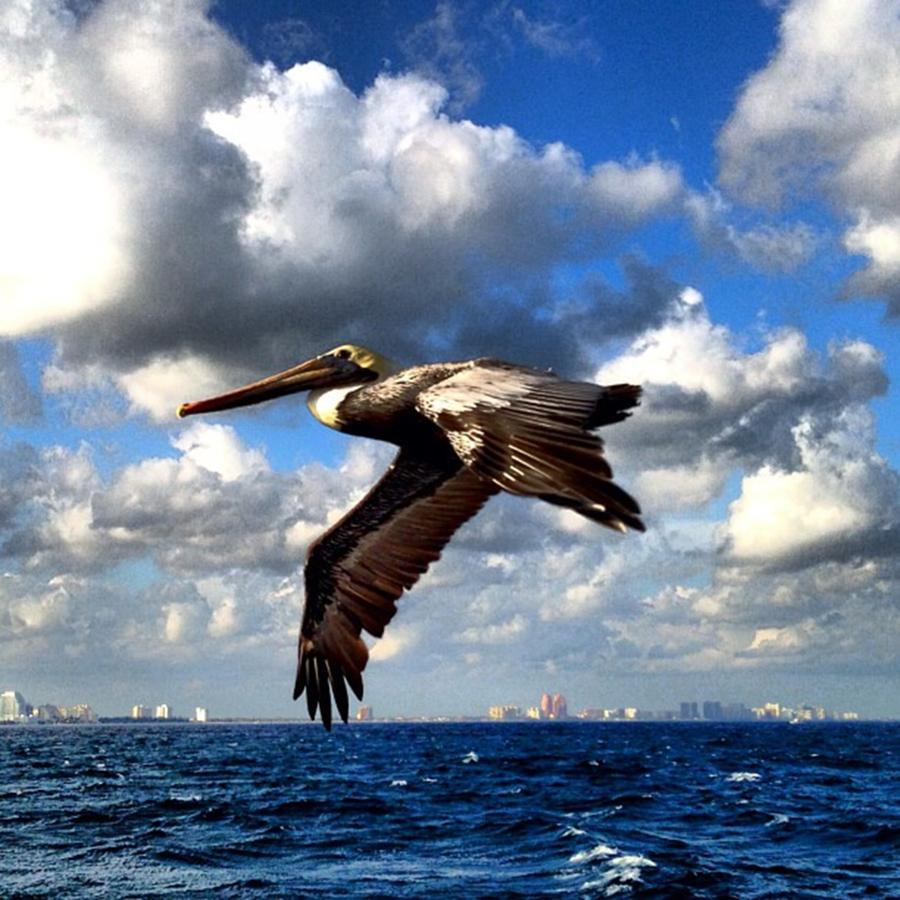 Pelican Flying #1 Photograph by Juan Silva