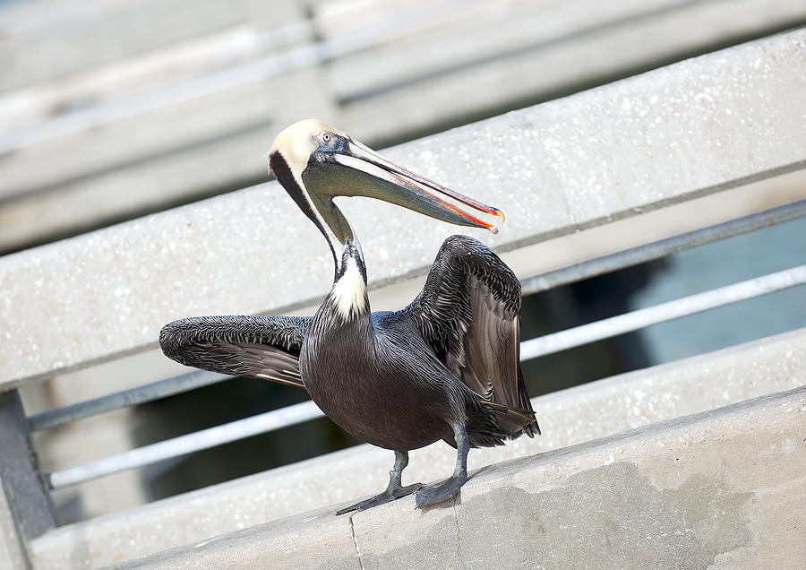 Pelican #1 Photograph by Gouzel -
