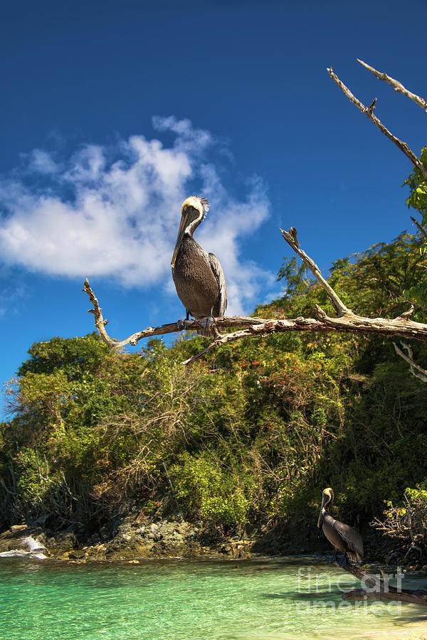 Pelican In Paradise Photograph