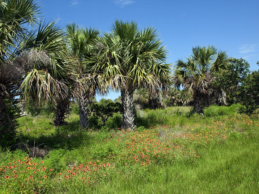 Jungle Photograph - Pelican Island in Florida #1 by Allan  Hughes