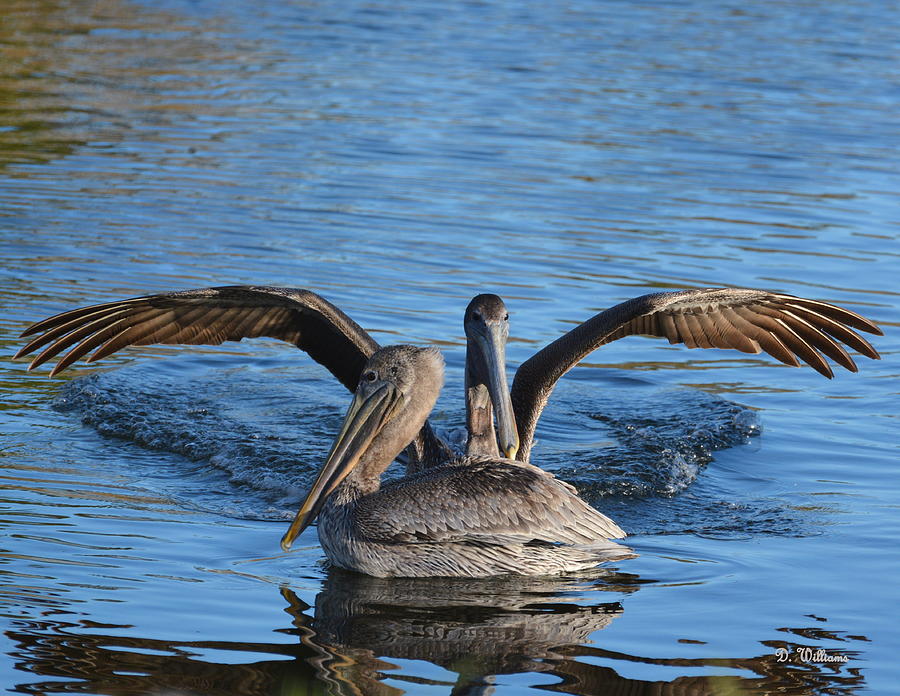 Pelican Landing #1 Photograph by Dan Williams