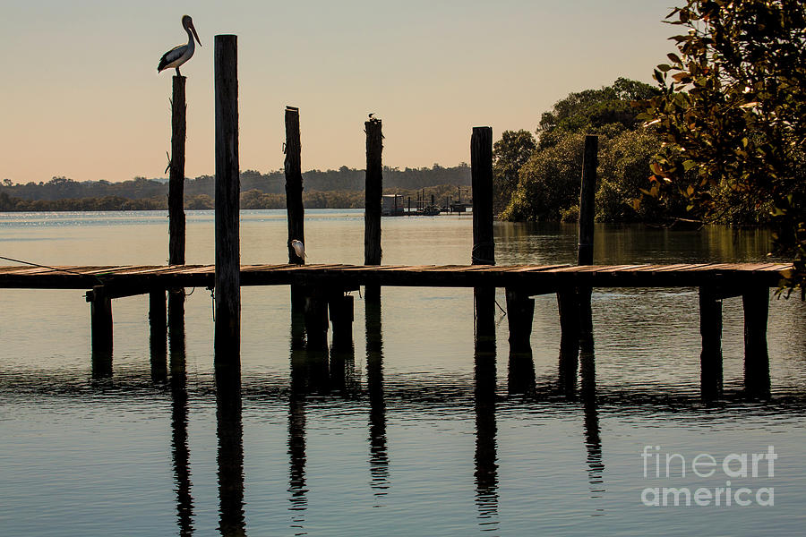 Pelican on post Photograph by Sheila Smart Fine Art Photography