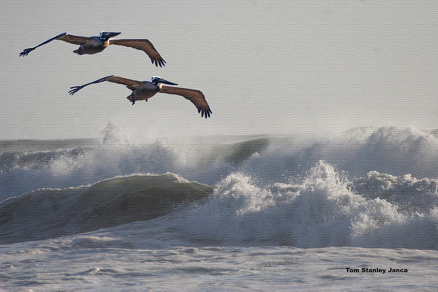 Pelican Pair  #1 Photograph by Tom Janca