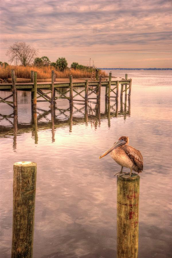 Pelican Photograph - Pelican Perch #1 by Paul Lindner