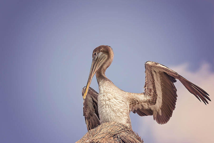 Pelican #1 Photograph by Peter Lakomy