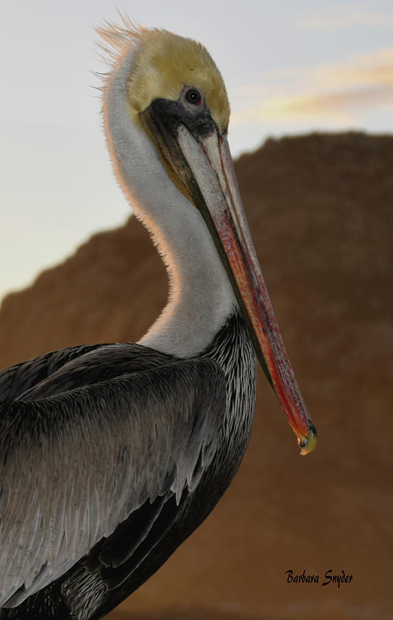 Pelican Portrait #1 Photograph by Barbara Snyder