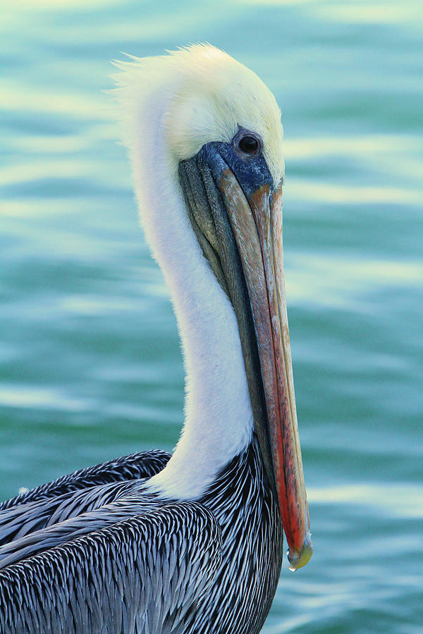 Pelican Profile #2 Photograph by Shoal Hollingsworth