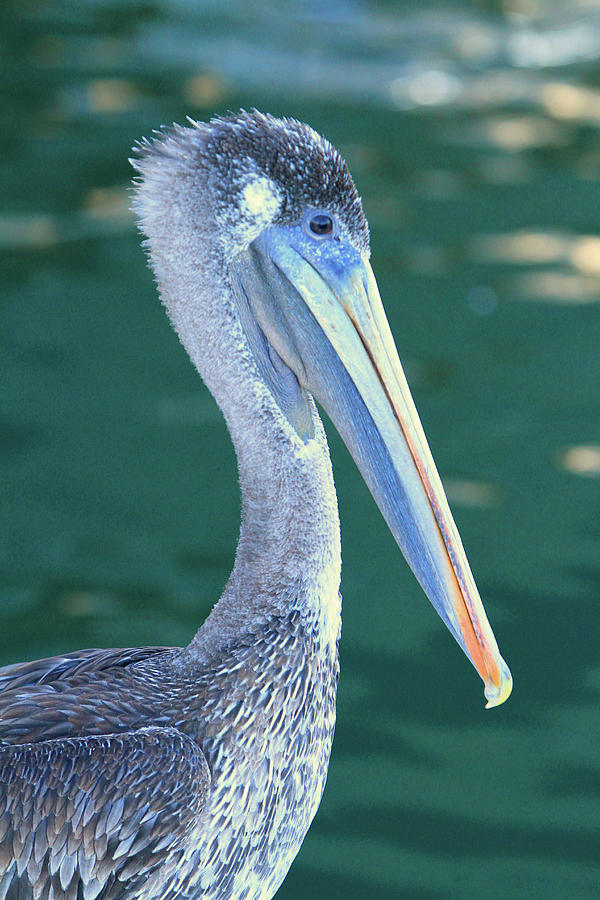 Pelican #2 Photograph by Shoal Hollingsworth