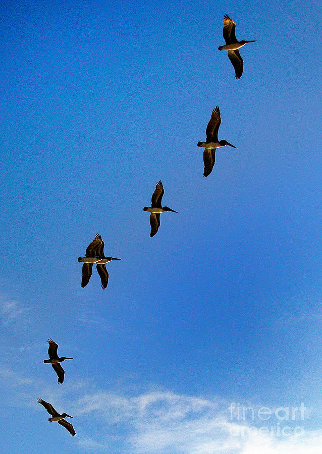 Pelicans #1 Photograph by Marc Bittan