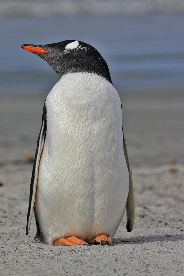 Penguins Falkland Islands #1 Photograph by Paul James Bannerman
