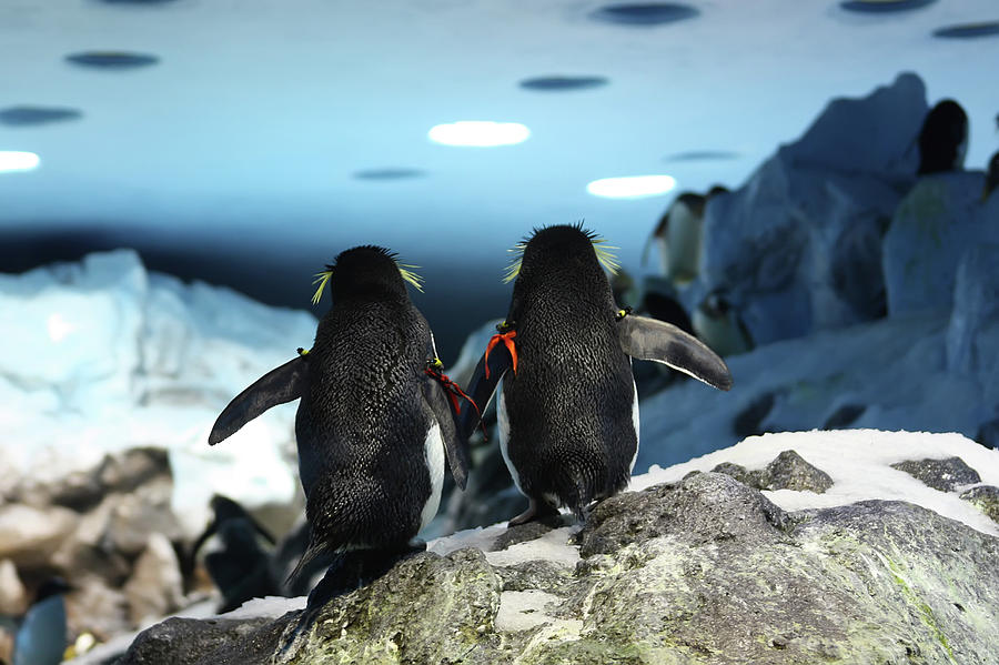 Penguins Photograph