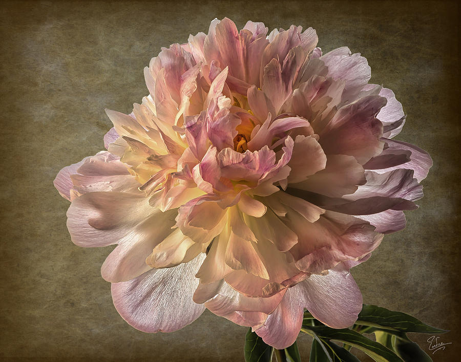 Peony Photograph by Endre Balogh