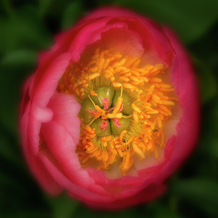 Peony #1 Photograph by Garry McMichael
