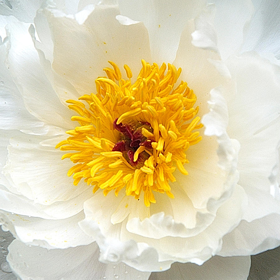 Peony in White #1 Photograph by Neil Doren