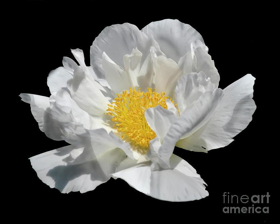 Peony June #1 Photograph by Diane E Berry