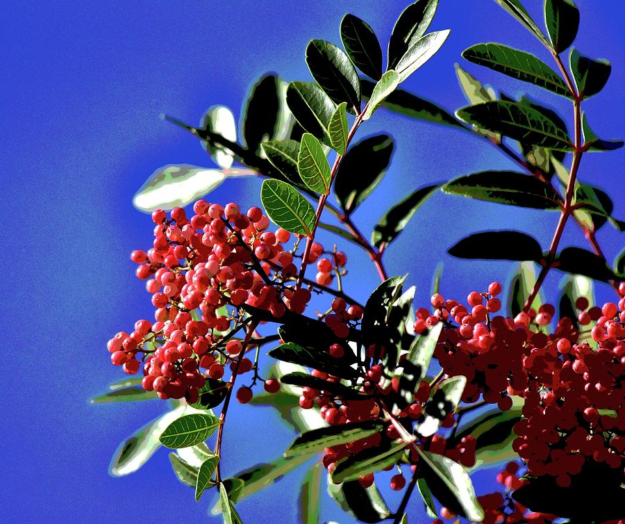 Pepper Tree Leaves with Berries 2 Abstract #1 Photograph by Linda Brody