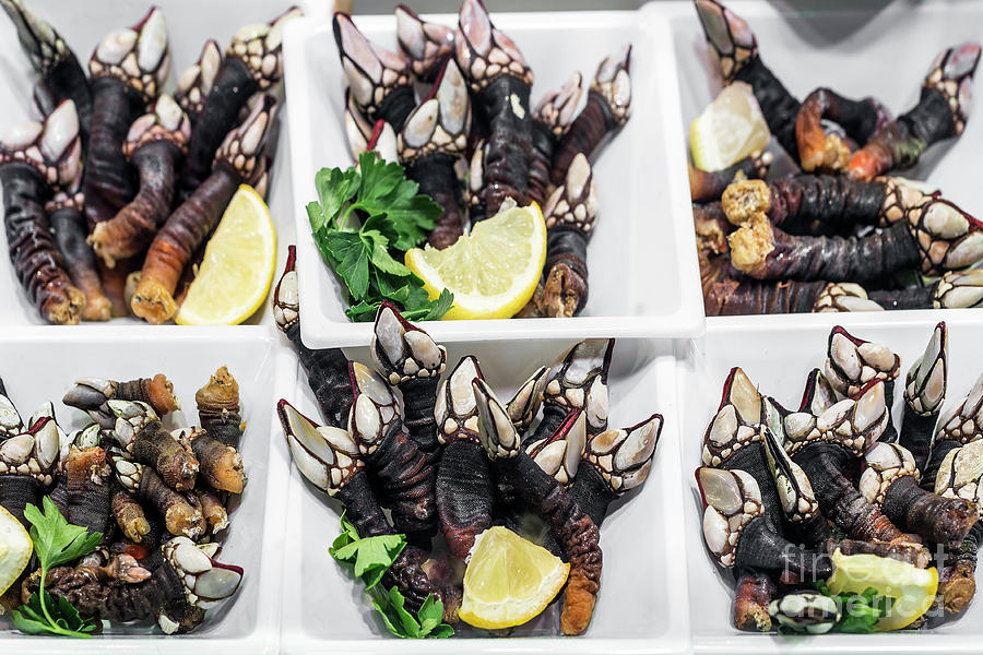 percebes goose barnacles rare unusual seafood on display in Port #1 Photograph by JM Travel Photography