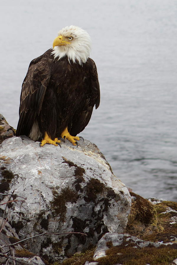 Perched Bald Eagle by Brandy Little Perched Bald Eagle by Brandy Little