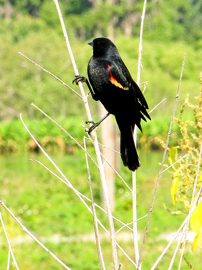 Perched Redwing Blackbird 1   #1 Photograph by Christopher Mercer
