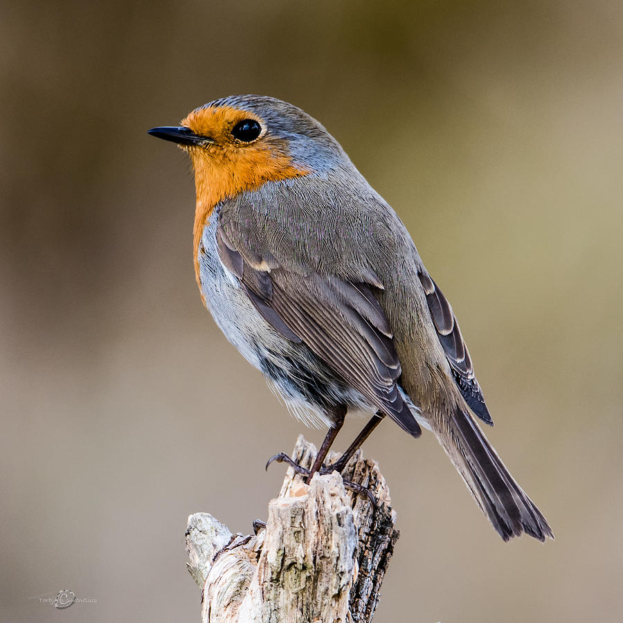 Perching Robin Photograph by Torbjorn Swenelius