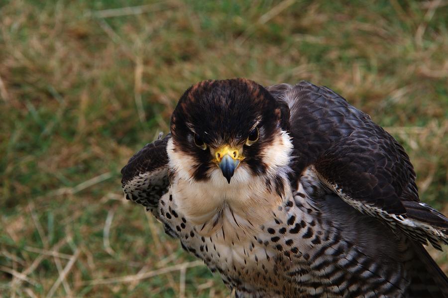 Peregrine Falcon #1 Photograph by Chris Day