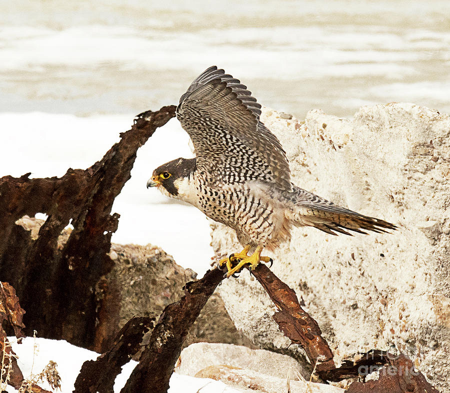 Peregrine Falcon #1 Photograph by Dennis Hammer