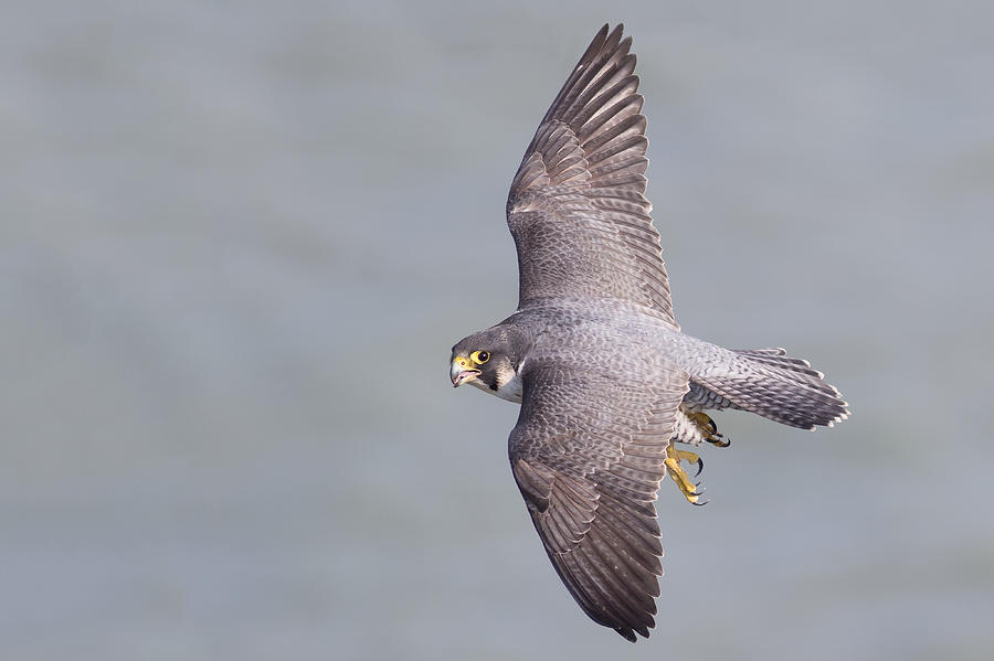 Peregrine Falcon #1 Photograph by Ian Hufton