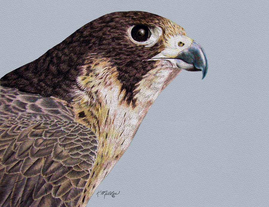 Peregrine Falcon #1 Drawing by Kathie Miller