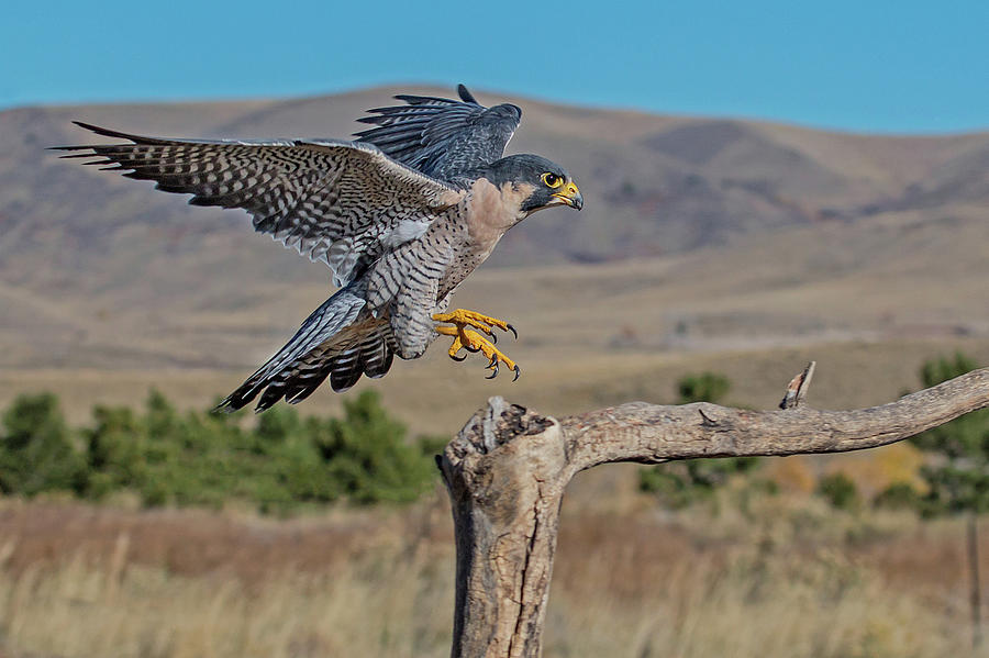 Peregrine Falcon Landing #1 Photograph by Dawn Key