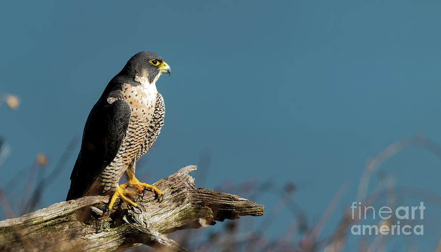 Peregrine falcon Photograph by Sam Rino