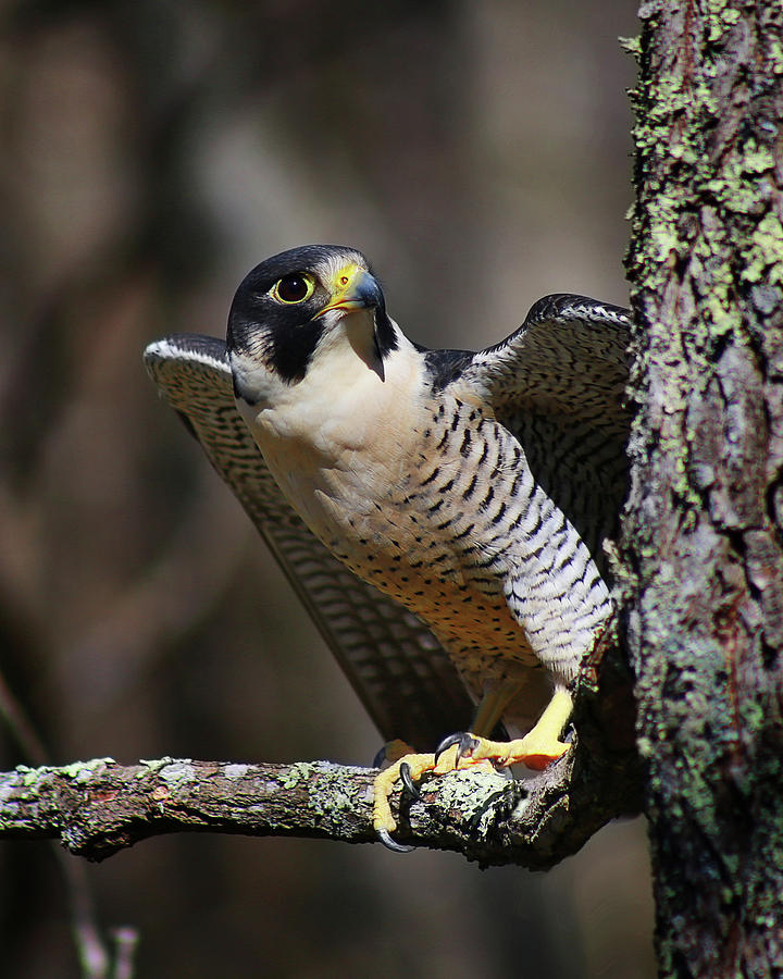 Peregrine Falcon #1 Photograph by SC Shank