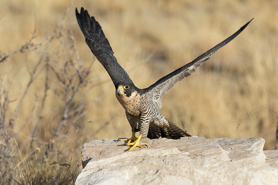 Peregrine Falcon Spreads Its Wings #1 Photograph by Tony Hake
