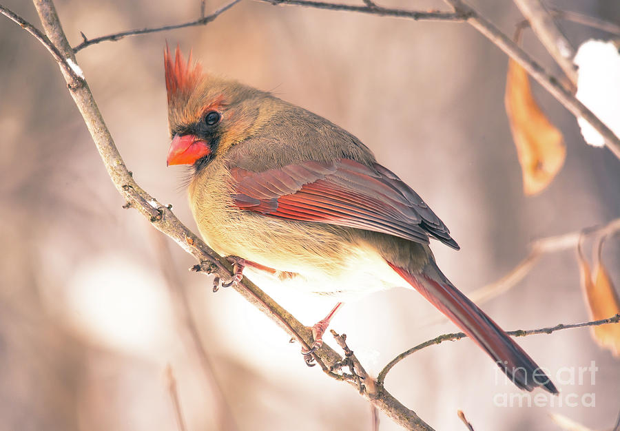 Perfect Cardinal #1 Photograph by Cheryl Baxter