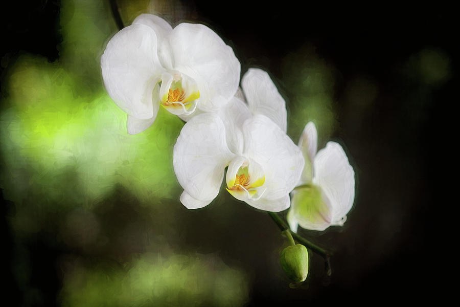 Perfect Phalaenopsis Orchid #1 Photograph by Rich Franco