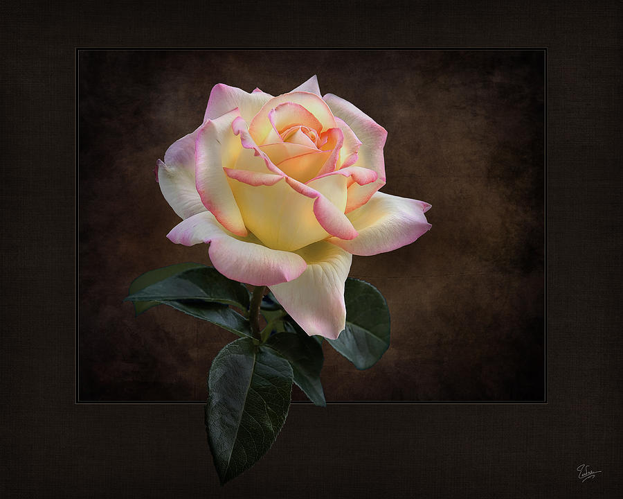Perfect Rose #1 Photograph by Endre Balogh