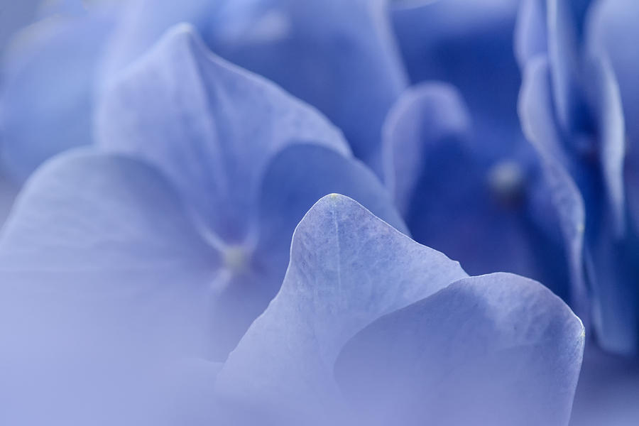 Tags Photograph - Periwinkle en Pointe by Kristina Plaas Tags Photograph - Periwinkle en Pointe by Kristina Plaas