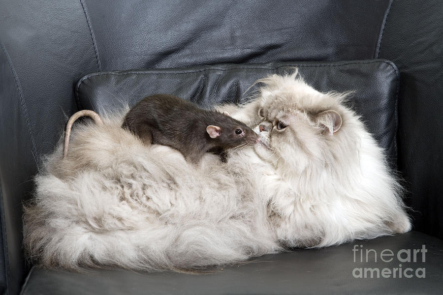 Persian Cat And Rat #1 Photograph by Jean-Michel Labat