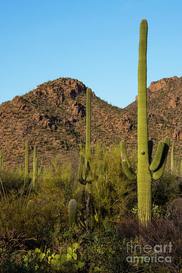 Saguaro National Park Photograph - Perspective #1 by Bob Phillips