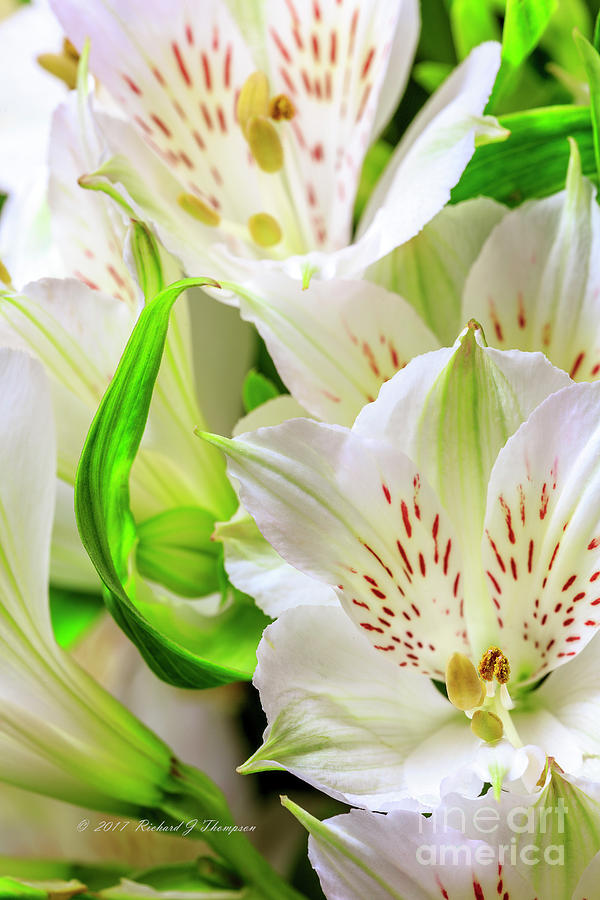 Peruvian Lilies In Bloom #2 Photograph by Richard J Thompson