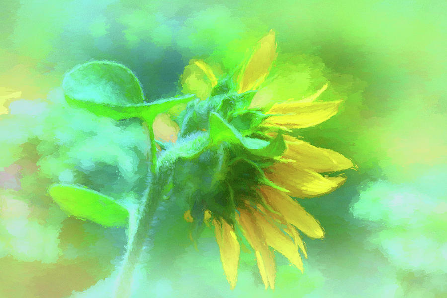 Petals of Sunshine  #1 Photograph by Ola Allen