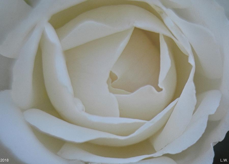 White Rose Photograph by Lisa Wooten