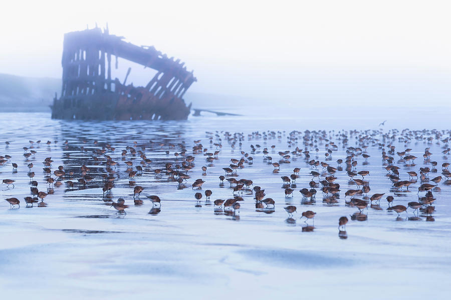 Peter Iredale Shipwreck #1 Photograph by Scott Slone