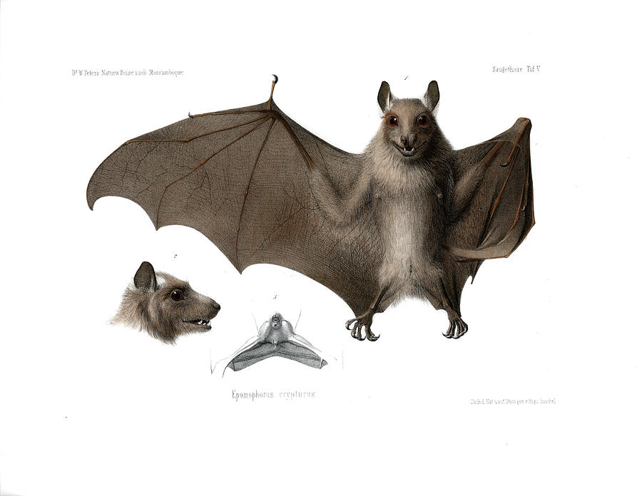 Peterss epauletted fruit bat #2 Drawing by Hugo Troschel