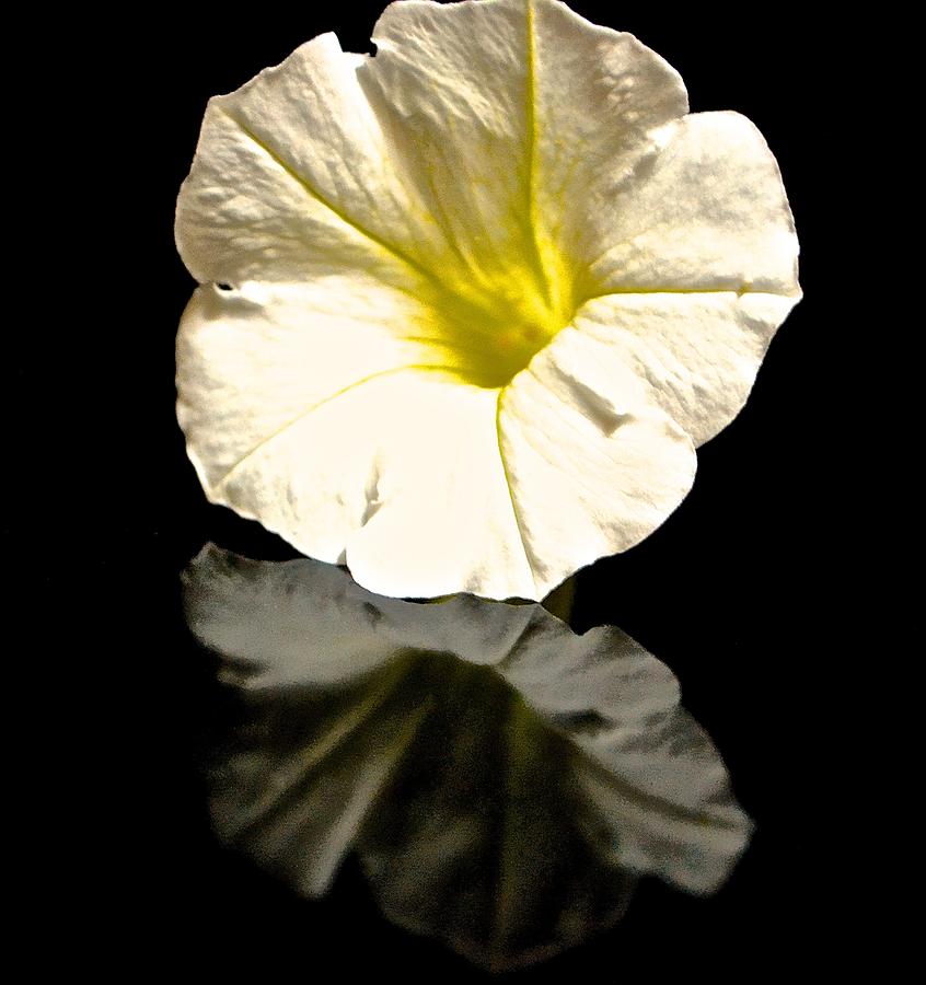 Flowers Still Life Photograph - Petunia Reflection by Danielle Sigmon
